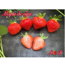 Клубника ремонтанная Мара да буа саженцы