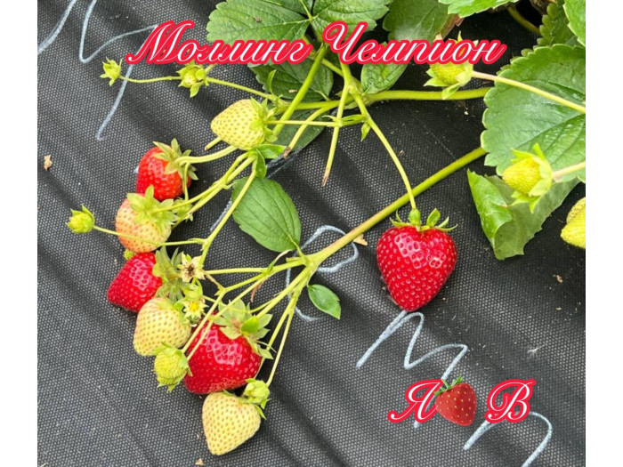 Клубника ремонтанная Моллинг Чемпион саженцы