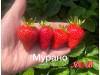 Клубника ремонтанная Мурано саженцы