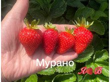 Клубника ремонтанная Мурано саженцы
