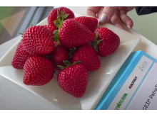 Клубника ремонтанная Петра саженцы