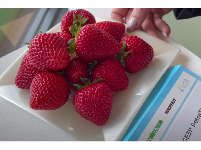 Клубника ремонтанная Петра саженцы