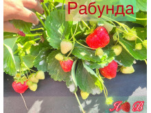 Клубника ремонтанная Рабунда саженцы