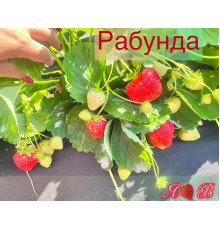 Клубника ремонтанная Рабунда саженцы