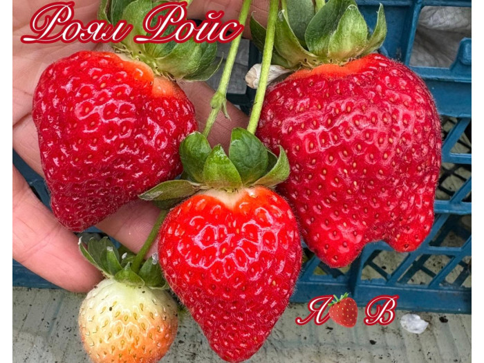 Клубника ремонтанная Роял Ройс саженцы
