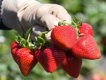 Клубника ремонтанная Сан Андреас  саженцы