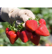Клубника ремонтанная Сан Андреас  саженцы