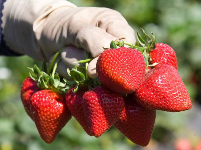 Клубника ремонтанная Сан Андреас  саженцы