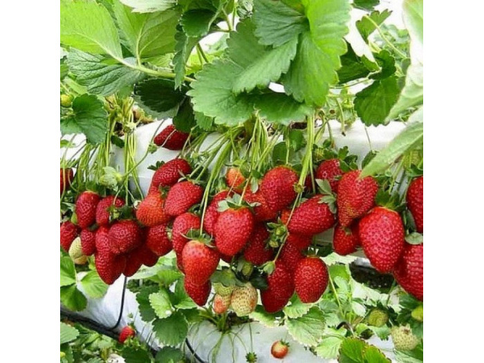 Клубника ремонтанная Сирафина саженцы