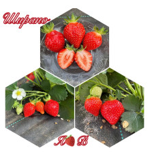 Клубника ремонтанная Ширано  «Сирано» (Cirano) саженцы