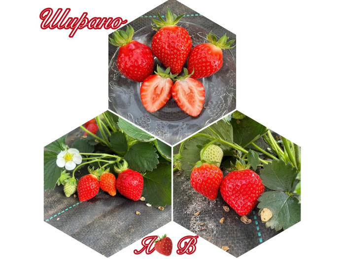 Клубника ремонтанная Ширано  «Сирано» (Cirano) саженцы