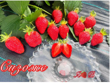 Клубника ремонтанная Сисоже саженцы