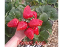 Клубника ремонтанная Сладкая Анна саженцы