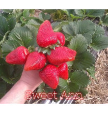 Клубника ремонтанная Сладкая Анна саженцы