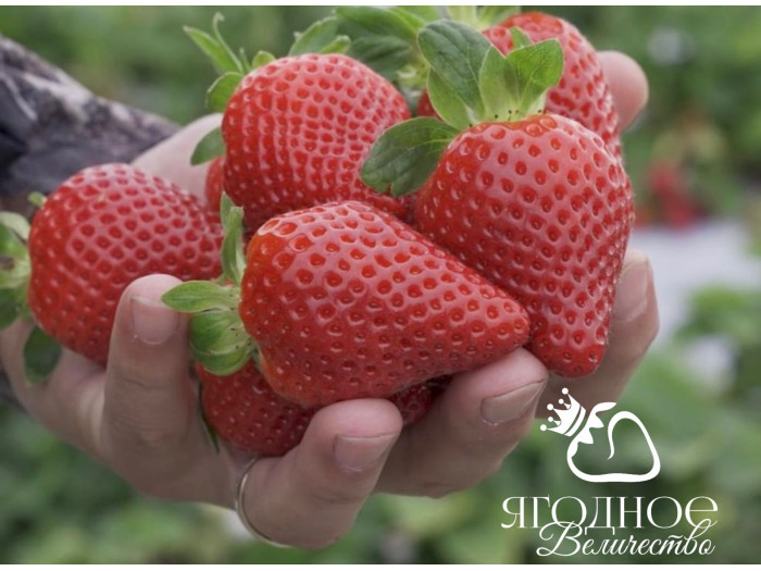 Клубника ремонтанная Сладкая Анна саженцы