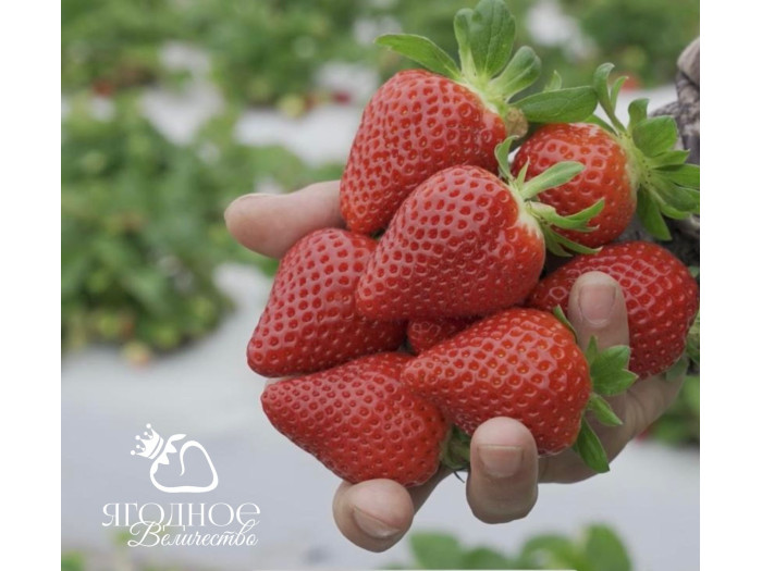 Клубника ремонтанная Сладкая Анна саженцы