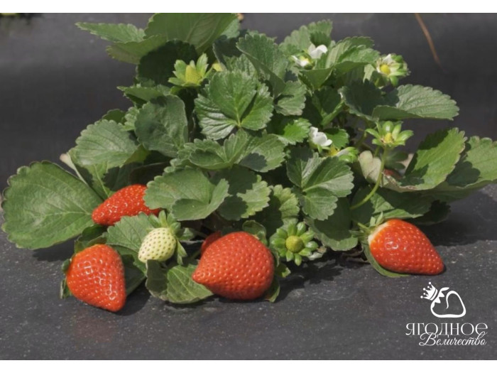 Клубника ремонтанная Сладкая Анна саженцы