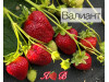 Клубника ремонтанная Валиант саженцы