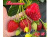 Клубника ремонтанная Валиант саженцы
