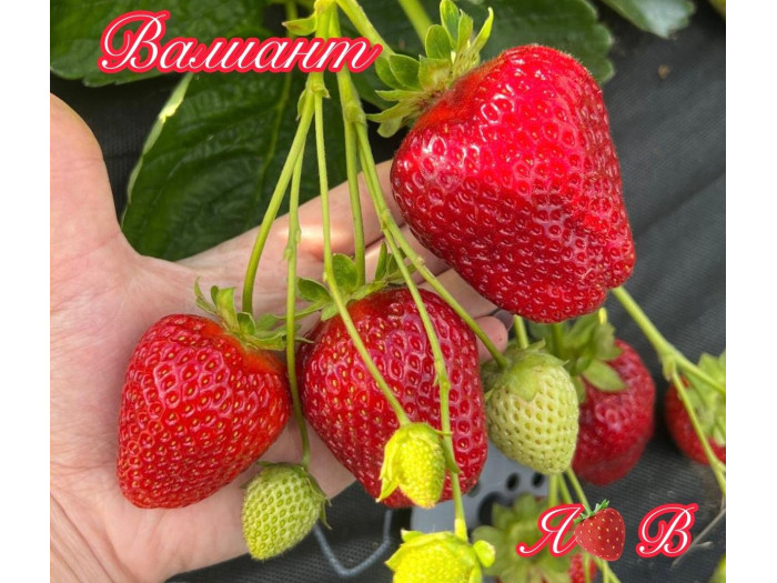Клубника ремонтанная Валиант саженцы