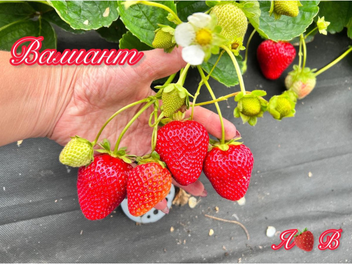 Клубника ремонтанная Валиант саженцы