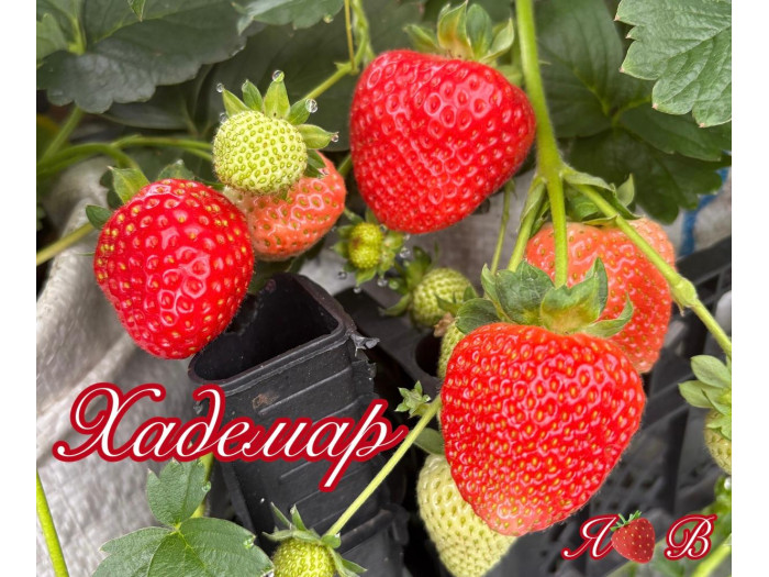 Клубника ремонтанная Хадемар саженцы