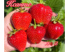 Клубника ремонтанная Ксанте саженцы