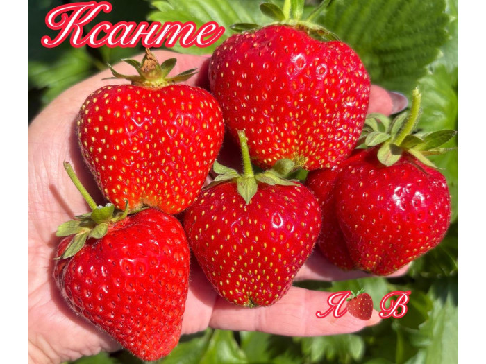 Клубника ремонтанная Ксанте саженцы