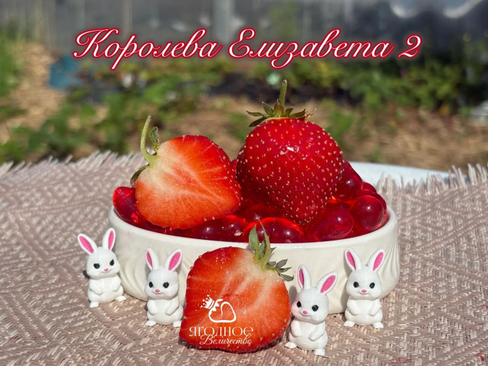 Клубника ремонтантная Елизавета 2 саженцы