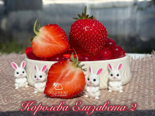Клубника ремонтантная Елизавета 2, саженцы