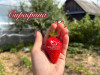 Клубника ремонтантная Сирафина саженцы
