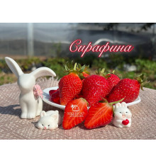Клубника ремонтантная Сирафина саженцы