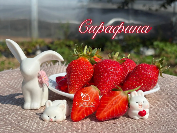 Клубника ремонтантная Сирафина саженцы