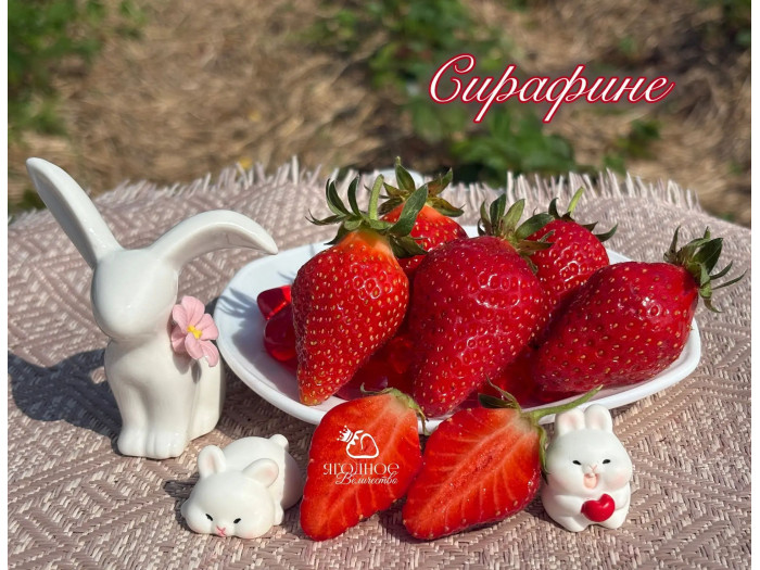 Клубника ремонтантная Сирафина саженцы