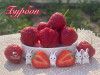 Клубника ремонтанная Бурбон саженцы