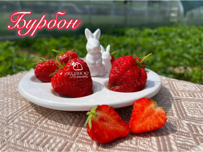 Клубника ремонтанная Бурбон саженцы