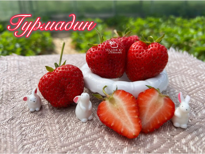 Клубника ремонтанная Гурмадин саженцы