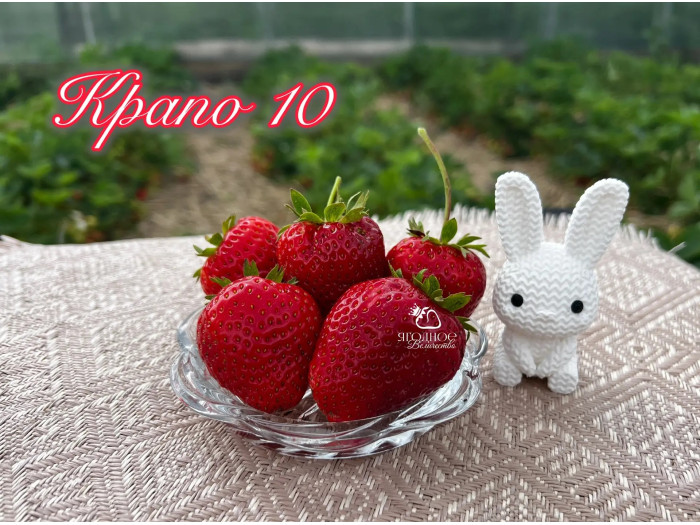 Клубника ремонтанная Крапо 10 саженцы