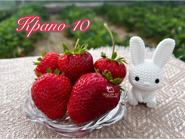 Клубника ремонтанная Крапо 10 саженцы