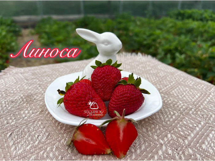 Клубника ремонтанная Линоса саженцы