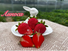 Клубника ремонтанная Линоса саженцы