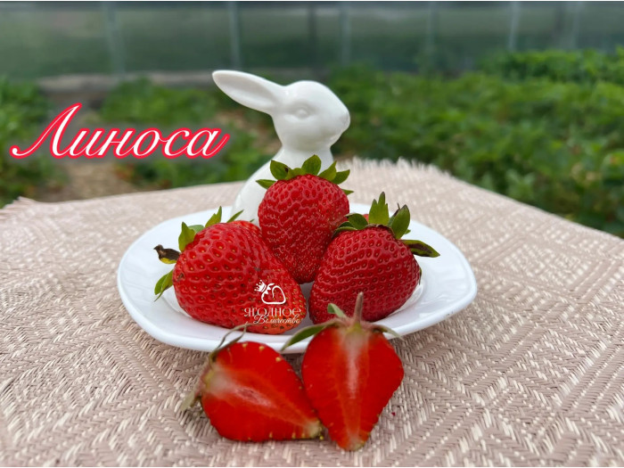 Клубника ремонтанная Линоса саженцы