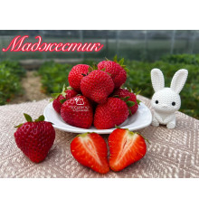Клубника ремонтанная Маджестик саженцы
