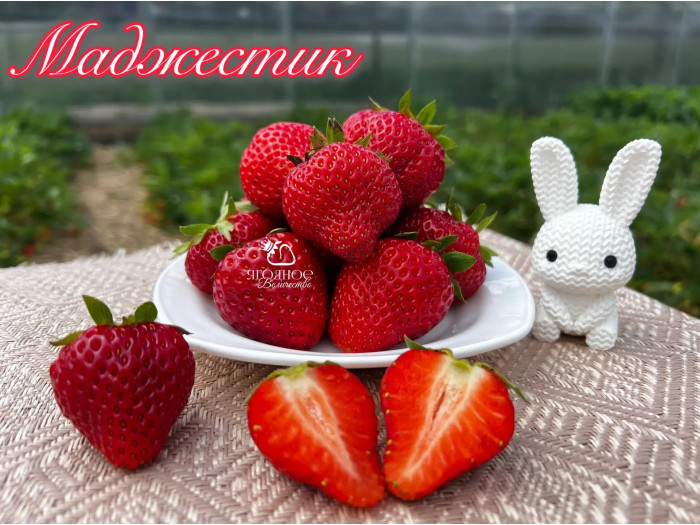 Клубника ремонтанная Маджестик саженцы