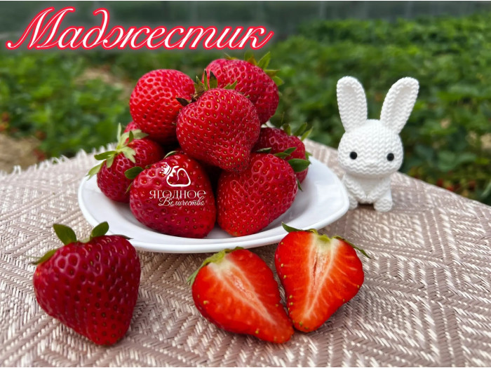 Клубника ремонтанная Маджестик саженцы
