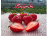 Клубника ремонтанная Рабунда саженцы