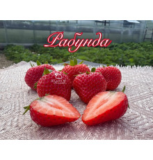 Клубника ремонтанная Рабунда саженцы