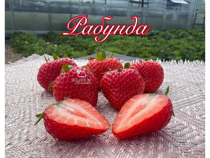 Клубника ремонтанная Рабунда саженцы