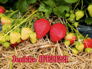 Клубника ранняя Дженкка «Jenkka» (FE2122) саженцы