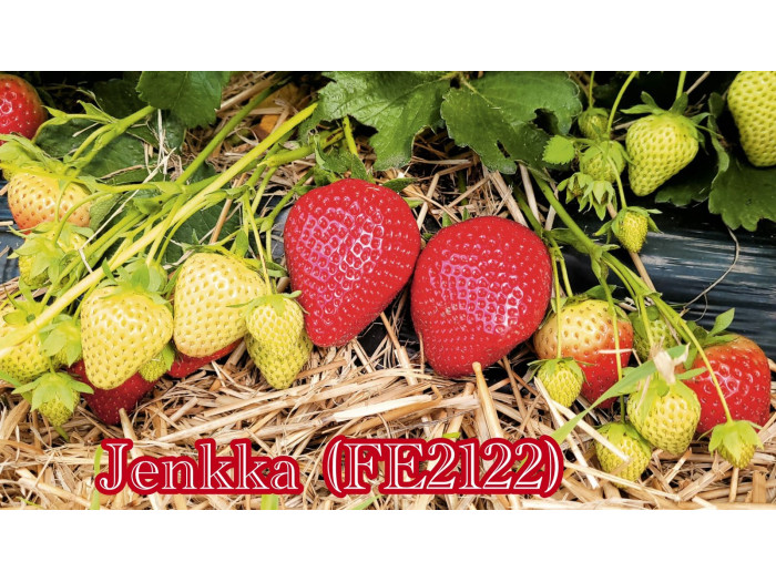 Клубника ранняя Дженкка «Jenkka» (FE2122) саженцы
